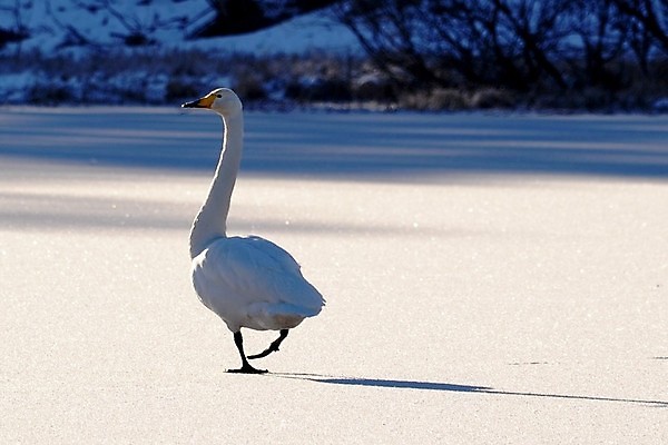 포토 JPG 해외이미지 사람없음 백조 해외202004 해외포토 조류 파일형식 이미지허브