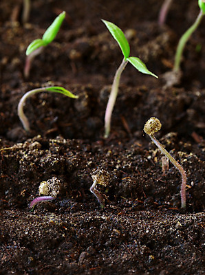 포토 JPG 해외이미지 식물 지구 백그라운드 컨셉 잎 2 농업 자연 오이 새로움 아이디어 씨앗 사람없음 초록색 빛 갈색 노란색 새싹 환경 흙 회색 성장 신선 작음 유기농 땅바닥 모종 묘목 밭일 생태학 심기 총쏘기 취급주의 해외202004 해외포토 나무 웰빙 교육 산업 컬러 채소 모션 바닥 경고 크기 생태계 파일형식 이미지허브