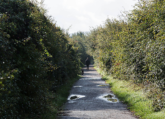 포토 JPG 해외이미지 나무 길 사람없음 시골 개 해외202004 해외포토 식물 포유류 파일형식 이미지허브