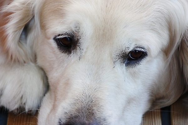 포토 JPG 해외이미지 동물 1 응시 휴식 털 실내 사람없음 반려동물 흰색 황금 개 강아지 래브라도리트리버 만족 코 사냥 귀 부드러움 주둥이 거짓말 유래 총구 해외202004 해외포토 시선 감정 컬러 컨셉 포유류 내부 신체부위 감각 리트리버 파일형식 이미지허브