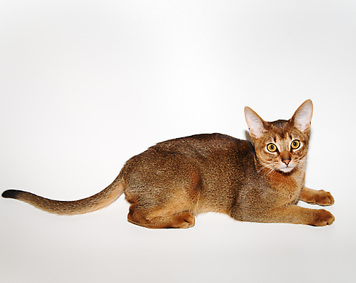 포토 JPG 해외이미지 동물 응시 길 얼굴 포즈 오렌지 가정 포옹 자연 놀이 수염 사람없음 반려동물 갈색 고양이 줄무늬 슬픔 표현 호랑이 달콤 작음 모피 자르기 호기심 귀 관심 기르기 발톱 셀프 해외202004 해외포토 시선 감정 컬러 컨셉 무늬 과일 포유류 안기 모션 발 신체부위 맛 크기 생태계 돌봄 파일형식 이미지허브