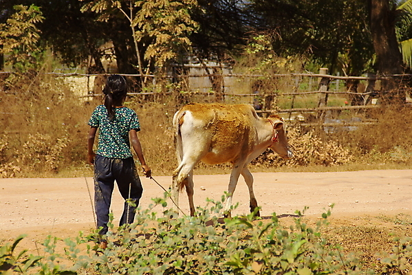 포토 JPG 해외이미지 아시아 동양인 사람없음 농장 가축 시골 소 군중 농부 해외202004 해외포토 동물 직업 나라 농업 포유류 사람 인종 파일형식 이미지허브
