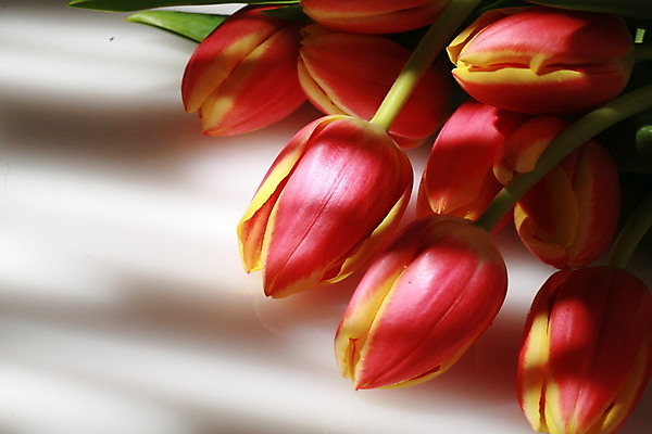 포토 JPG 해외이미지 식물 꽃잎 꽃 줄기 꽃다발 오렌지 자연 사람없음 빨간색 머리 봄 튤립 신선 싱글 고립 해외202004 해외포토 계절 컬러 과일 신체부위 생태계 파일형식 이미지허브