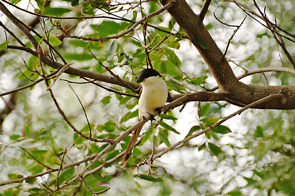 포토 JPG 해외이미지 동물 야생동물 아프리카 조류 사람없음 배고픔 사파리 탄자니아 해외202004 해외포토 나라 파일형식 이미지허브