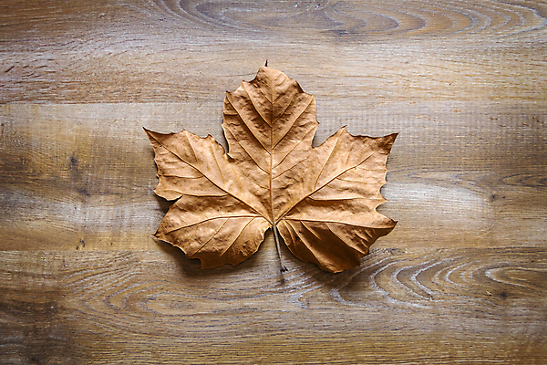 포토 JPG 해외이미지 식물 계절 공원 백그라운드 잎 패턴 오렌지 자연 벽지 날씨 사람없음 야외 목재 장식 빨간색 초록색 여름 컬러풀 갈색 노란색 정원 가을 황금 숲 11월 유기농 질감 10월 내추럴 해외202004 해외포토 나무 웰빙 공공시설 컬러 무늬 과일 재료 날짜 생태계 파일형식 이미지허브