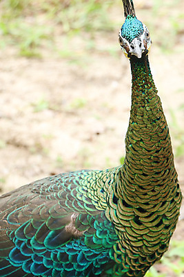 포토 JPG 해외이미지 나무 동물 1 야생동물 백그라운드 잎 오렌지 노래 자연 조류 휴식 종류 앉기 사람없음 야외 빨간색 초록색 여름 파란색 우주 봄 회색 바위 흰색 나뭇가지 공작 묘사 싱글 생물학 서식지 생태학 해외202004 해외포토 식물 계절 교육 음악 컬러 컨셉 과일 모션 돌_바위 생태계 파일형식 이미지허브