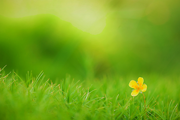포토 JPG 해외이미지 식물 계절 꽃잎 꽃 줄기 잎 꽃무늬 밭 자연 풍경 사람없음 야외 초록색 여름 노란색 정원 봄 들꽃 벚꽃 시골 개화 숲 작음 장면 내추럴 꽃수술 해외202004 해외포토 컬러 무늬 농업 크기 생태계 파일형식 이미지허브