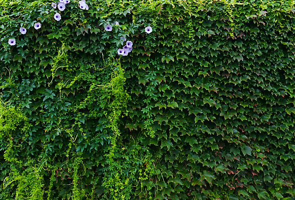 포토 JPG 해외이미지 식물 디자인 계절 꽃 백그라운드 잎 자연 추상 프레임 사람없음 초록색 빛 햇빛 태양 환경 보라색 봄 젖음 신선 질감 내추럴 생태학 해외202004 해외포토 자연요소 교육 컬러 무늬 생태계 파일형식 이미지허브