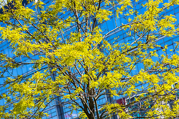 포토 JPG 해외이미지 나무 디자인 공원 도로 선 벽 하늘색 컨셉 의자 건축양식 창문 유리 거리 주택 사람없음 건물 초록색 파란색 반짝임 사무실 태양 반사 노란색 정원 맑음 어둠 도시 보행로 작음 큼 엘리베이터 아래 시멘트 반대 분할 알루미늄 해외202004 해외포토 자연요소 식물 건축물 공공시설 건축 길 컬러 가구 비즈니스 교통시설 모션 재질 날씨 크기 방향 위치 파일형식 이미지허브