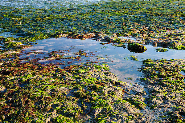 포토 JPG 해외이미지 나무 실루엣 야생동물 모래 바다 백그라운드 패턴 오렌지 자연 조류 하늘 이끼 풍경 사람없음 초록색 물 파란색 반사 노란색 황혼 일몰 거울 바위 흰색 황무지 산호 묘사 질감 장면 태평양 내추럴 소금물 수평선 해외202004 해외포토 자연요소 식물 동물 컬러 무늬 과일 촬영기법 노을 돌_바위 자포동물 생태계 파일형식 이미지허브