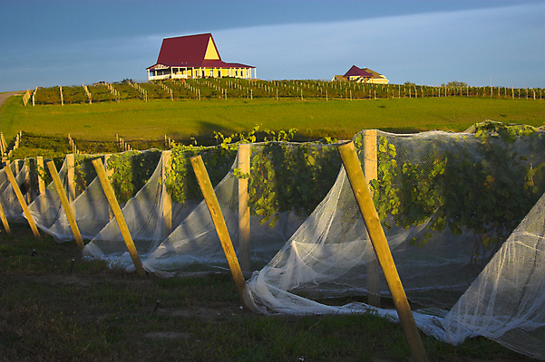 포토 JPG 해외이미지 나무 구름 산업 여행 밭 농업 자연 하늘 아침 풍경 사람없음 야외 초록색 농장 노란색 일출 와인 계곡 미국 일몰 봄 새벽 성장 시골 신선 그물 포도밭 포도나무 양조장 수평선 해외202004 해외포토 주간 자연요소 식물 계절 컬러 북아메리카 주류 노을 과일나무 생태계 파일형식 이미지허브