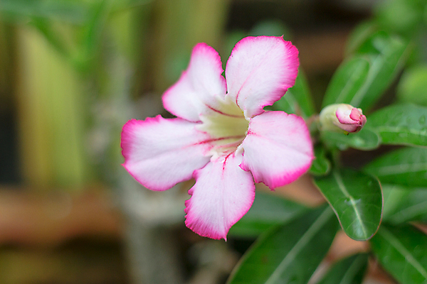 포토 JPG 해외이미지 식물 공원 꽃잎 꽃 아시아 분홍색 꽃다발 잎 꽃무늬 태국 자연 동양인 사람없음 장식 빨간색 초록색 여름 컬러풀 장미 정원 사막 성장 벚꽃 신선 개화 백합 유기농 원예 생물학 내추럴 해외202004 해외포토 웰빙 계절 공공시설 교육 나라 컬러 무늬 인종 취미 생태계 파일형식 이미지허브