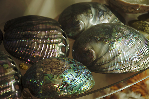 포토 JPG 해외이미지 동물 전통 디자인 옷 별 음식 모래 파도 바다 백그라운드 컨셉 패턴 바지 자연 표면 휴가 조개 불가사리 파노라마 종류 미술 사람없음 야외 장식 물 파란색 컬러풀 유행 환경 어둠 여러개 껍질 흰색 직물 도시 면 혼합 남색 수집 묘사 질감 땀 캔버스 가리비 섬유 내추럴 그런지 옛날 스타일 많음 해외202004 해외포토 자연요소 컬러 다수 무늬 하의 문화예술 어패류 극피동물 촬영기법 생태계 파일형식 이미지허브