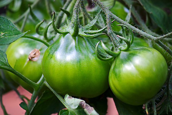 포토 JPG 해외이미지 식물 음식 잎 농업 토마토 채소 자연 사람없음 정원 성장 나뭇가지 침대 묘사 해외202004 해외포토 나무 산업 가구 생태계 파일형식 이미지허브