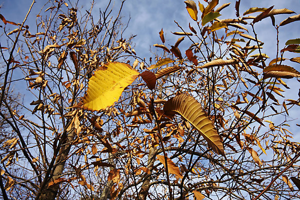 포토 JPG 해외이미지 나무 식물 백그라운드 잎 농업 과일 풍경 사람없음 야외 빨간색 초록색 컬러풀 햇빛 노란색 맑음 이탈리아 활발 가을 시골 맛 11월 그림 10월 해외202004 해외포토 계절 유럽 산업 컬러 컨셉 날씨 태양 날짜 파일형식 이미지허브