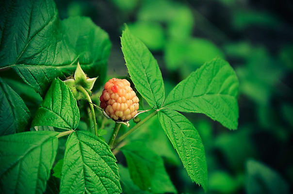 포토 JPG 해외이미지 식물 계절 열매 음식 분홍색 잎 농업 다이어트 과일 자연 매달리기 건강 요리 사람없음 빨간색 초록색 농장 정원 식사 활발 수확 성장 나뭇가지 신선 그룹 달콤 다발 유기농 원예 날것 산딸기 흙더미 내추럴 고립 바이오 밭일 숙성 채식주의자 디테일 비건 해외202004 해외포토 나무 웰빙 산업 컬러 컨셉 모션 취미 흙 맛 생태계 채식 파일형식 더미 이미지허브