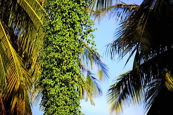 포토 JPG 해외이미지 아시아 길 잎 일러스트 아프리카 하늘 휴식 열대 손바닥 이끼 사람없음 파란색 태양 미국 탐험 구멍 호주 둥지 큼 오솔길 열대우림 만화 그림 하와이 앵무새 캄보디아 코코넛 라오스 생태학 아마존 아크릴 해외202004 해외포토 자연요소 식물 손 교육 나라 컬러 컨셉 북아메리카 과일 재질 조류 오세아니아 숲 크기 파일형식 이미지허브