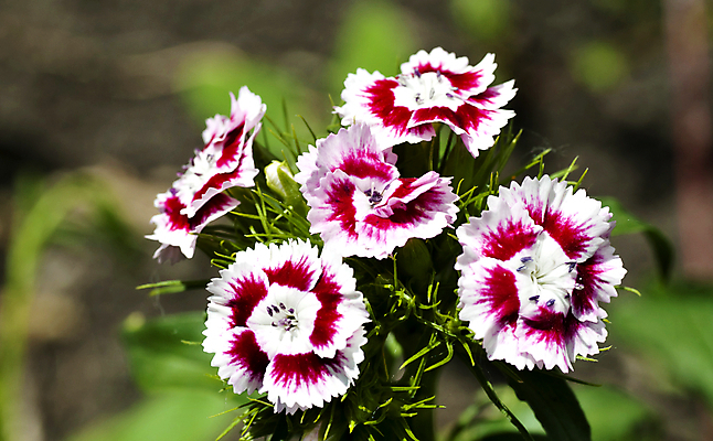 포토 JPG 해외이미지 식물 디자인 계절 꽃잎 꽃 분홍색 잎 자연 사랑 사람없음 야외 장식 빨간색 초록색 컬러풀 정원 보라색 봄 벚꽃 흰색 신선 달콤 카네이션 오브젝트 질감 향기 내추럴 생태학 해외202004 튀르키예 해외포토 교육 감정 아시아 컬러 맛 생태계 냄새 파일형식 이미지허브