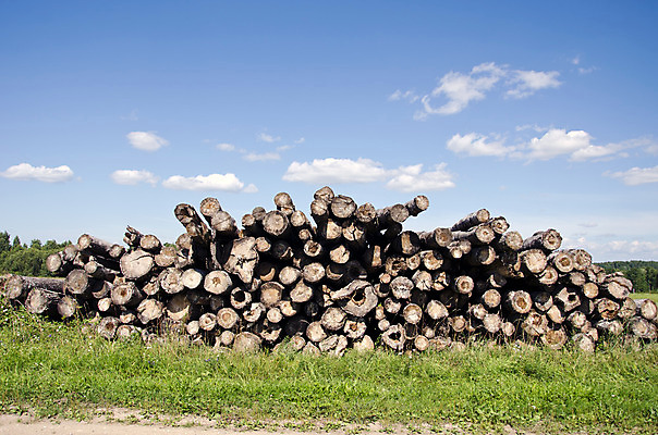 포토 JPG 해외이미지 산업 하늘 사람없음 목재 쌓기 소나무 숲 자르기 통나무 나무껍질 연료 전나무 자작나무 자원 벌목 생태학 수목 옛날 해외202004 해외포토 나무 교육 재료 모션 껍질 파일형식 이미지허브