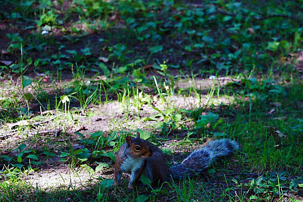 포토 JPG 해외이미지 나무 동물 공원 야생동물 백그라운드 포유류 자연 벽지 휴식 생물 털 서기 사람없음 야외 초록색 갈색 회색 가을 닫기 설치류 숲 작음 모피 호기심 런던 꼬리 뉴욕 다람쥐 솜털 서식지 맨해튼 내추럴 해외202004 해외포토 식물 계절 공공시설 감정 컬러 컨셉 모션 영국 미국 크기 생태계 파일형식 이미지허브