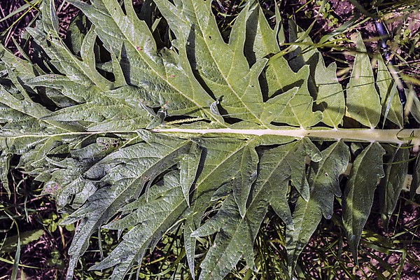 포토 JPG 해외이미지 나무 식물 계절 음식 농업 채소 자연 날씨 요리 취미 사람없음 야외 초록색 물 햇빛 정원 힘 흙 봄 활발 습기 에너지 수확 성장 달 시골 업무 순수 레시피 성분 숙성 세련 완전 해외202004 해외포토 자연요소 산업 컬러 컨셉 태양 작업 생태계 파일형식 이미지허브