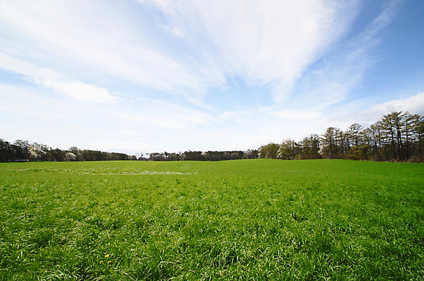 포토 JPG 해외이미지 구름 계절 밭 자연 하늘 사람없음 야외 초록색 파란색 컬러풀 햇빛 태양 우주 신선 해외202004 해외포토 자연요소 컬러 농업 생태계 파일형식 이미지허브