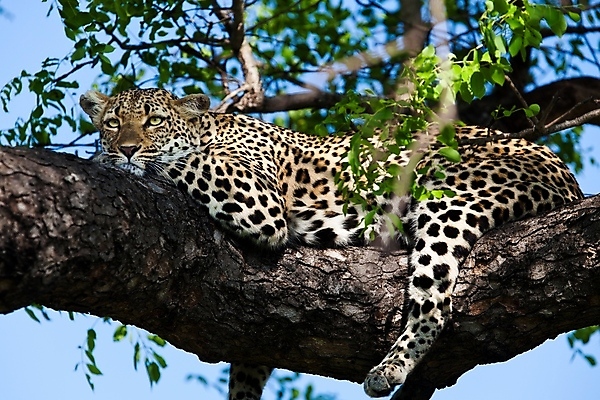 포토 JPG 해외이미지 나무 동물 응시 공원 얼굴 야생동물 스포츠 여행 포유류 아프리카 자연 수염 국립공원 사람없음 여행객 환경 고양이 나뭇가지 관찰 점 기다림 큼 검색 육식동물 표범 랜드마크 사바나 탄자니아 평야 해외202004 해외포토 멸종위기종 식물 시선 공공시설 나라 모션 사람 신체부위 반려동물 크기 생태계 파일형식 이미지허브