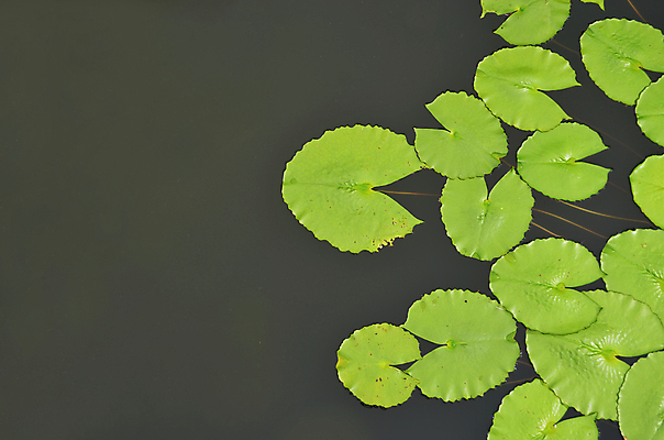 포토 JPG 해외이미지 식물 백그라운드 잎 자연 사람없음 장식 초록색 물 환경 정원 연못 신선 내추럴 해외202004 해외포토 자연요소 컬러 생태계 파일형식 이미지허브
