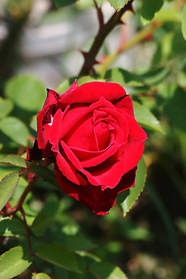 포토 JPG 해외이미지 꽃 백그라운드 농업 자연 사람없음 야외 빨간색 컬러풀 장미 정원 봄 소프트포커스 해외202004 해외포토 식물 계절 산업 컬러 촬영기법 생태계 파일형식 이미지허브