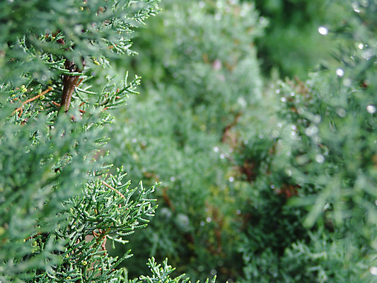 포토 JPG 해외이미지 식물 계절 꽃잎 백그라운드 잎 겨울 꽃무늬 자연 사람없음 초록색 물 정원 봄 젖음 성장 벚꽃 신선 숲 상록수 동쪽 내추럴 대칭 해외202004 해외포토 자연요소 꽃 컬러 무늬 방향 생태계 파일형식 이미지허브