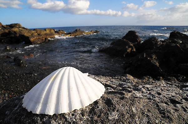 포토 JPG 해외이미지 구름 디자인 모래 파도 바다 여행 백그라운드 자연 조류 날씨 휴가 조개 사람없음 물 여름 파란색 햇빛 검은색 껍질 흰색 서핑 앵무조개 파라다이스 해외202004 해외포토 자연요소 동물 계절 컬러 어패류 태양 수상스포츠 생태계 파일형식 이미지허브