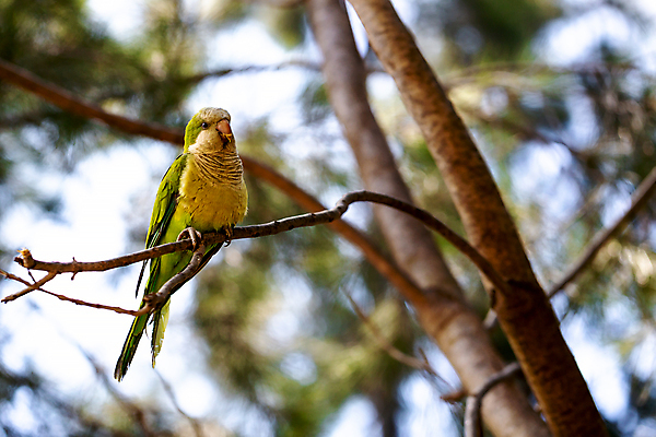 포토 JPG 해외이미지 나무 동물 공원 야생동물 백그라운드 자연 조류 사람없음 야외 초록색 컬러풀 노란색 환경 나뭇가지 숲 깃털 부리 앵무새 내추럴 동물상 이국적 잉꼬 해외202004 해외포토 식물 공공시설 컬러 조형물 생태계 파일형식 이미지허브