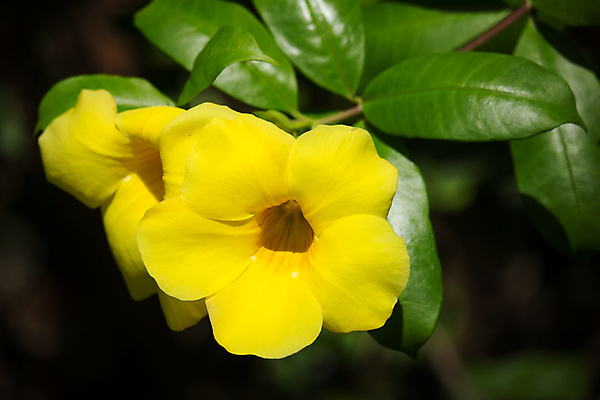 포토 JPG 해외이미지 식물 꽃잎 꽃 행복 자연 사람없음 장식 초록색 물 컬러풀 노란색 정원 벚꽃 신선 황금 닫기 떨어짐 트럼펫 내추럴 해외202004 해외포토 자연요소 감정 컬러 컨셉 모션 금관악기 생태계 파일형식 이미지허브