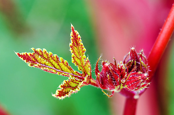 포토 JPG 해외이미지 나무 식물 아시아 분홍색 잎 패턴 밭 과일 태국 자연 사람없음 야외 빨간색 초록색 물 약 줄무늬 젖음 물방울 신선 닫기 이슬 허브 순수 질감 부드러움 내추럴 히비스커스 해외202004 해외포토 자연요소 꽃 나라 컬러 컨셉 무늬 농업 의학 모션 감각 생태계 파일형식 이미지허브