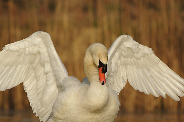포토 JPG 해외이미지 나무 동물 공원 남자 야생동물 백그라운드 겨울 날개 자연 조류 하늘 동물원 앉기 풍경 사람없음 야외 빨간색 초록색 물 여름 파란색 컬러풀 갈색 노란색 평화 검은색 봄 흰색 나뭇가지 숲 작음 깃털 부리 내추럴 동물상 해외202004 해외포토 자연요소 식물 계절 공공시설 컬러 컨셉 모션 사람 조형물 크기 생태계 파일형식 이미지허브