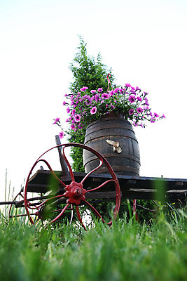 포토 JPG 해외이미지 꽃 자연 사람없음 야외 목재 장식 컬러풀 카트 수확 시골 바퀴 오브젝트 구성 옛날 해외202004 해외포토 나무 식물 컬러 농업 재료 생태계 파일형식 이미지허브