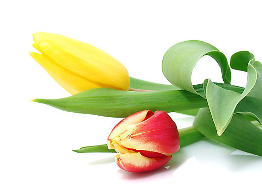 포토 JPG 해외이미지 식물 계절 공원 꽃 꽃다발 백그라운드 잎 꽃무늬 밭 자연 부활절 발렌타인데이 3 사람없음 야외 초록색 컬러풀 햇빛 태양 정원 보라색 침묵 봄 튤립 벚꽃 광선 축하 신선 닫기 5월 꽃집 엽서 내추럴 강렬 블러 해외202004 해외포토 자연요소 공공시설 기념일 컬러 컨셉 무늬 농업 모션 데이이벤트 상점 소리 날짜 편지 생태계 파일형식 이미지허브