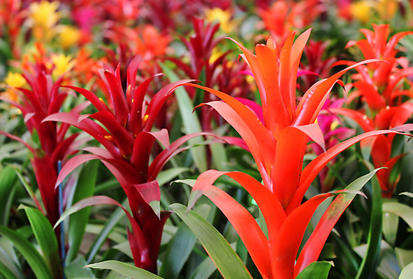 포토 JPG 해외이미지 식물 구름 꽃잎 꽃 화초 줄기 분홍색 섬 백그라운드 잎 꽃무늬 자연 열대 경사 사람없음 빨간색 초록색 정원 봄 벚꽃 흰색 닫기 냄비 숲 열대우림 브라질 대서양 내추럴 강렬 고립 아마존 해외202004 해외포토 자연요소 계절 바다 컬러 무늬 모션 남아메리카 솥 생태계 파일형식 이미지허브