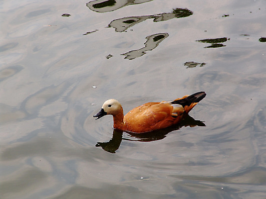 포토 JPG 해외이미지 동물 여자 남자 호수 물결 야생동물 파도 여행 날개 가족 자연 조류 엄마 오리 사람 사람없음 야외 가로 물 파란색 반려동물 강 반사 갈색 노란색 환경 수영 금지 아기 연못 작음 깃털 부리 장면 청둥오리 민물 해외202004 해외포토 자연요소 바다 컬러 관계 수상스포츠 크기 생태계 파일형식 이미지허브