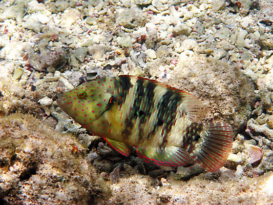 포토 JPG 해외이미지 바다 자연 휴가 휴식 바닥 이집트 어류 사람없음 빨간색 물 수중 수영 스노클링 산호 다이빙 암초 깊이 이국적 해외202004 해외포토 자연요소 컬러 컨셉 아프리카 수중동물 수상스포츠 자포동물 생태계 수중스포츠 파일형식 이미지허브