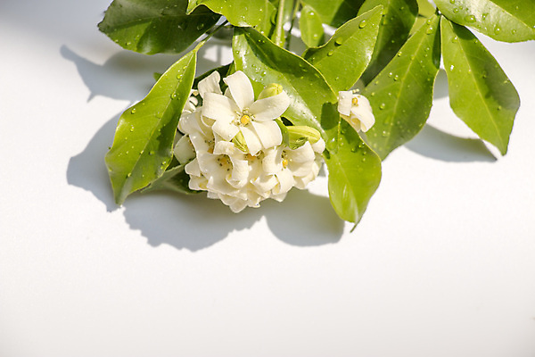 포토 JPG 해외이미지 식물 꽃 줄기 백그라운드 꽃무늬 오렌지 자연 사람없음 초록색 파란색 컬러풀 정원 흰색 내추럴 파라다이스 해외202004 해외포토 컬러 무늬 과일 생태계 파일형식 이미지허브