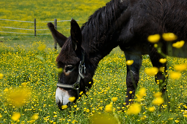 포토 JPG 해외이미지 동물 캐릭터 꽃 얼굴 백그라운드 밭 포유류 자연 사람없음 가로 여름 반려동물 농장 노란색 머리 검은색 침묵 봄 목장 시골 표현 코 귀 장면 솜털 당나귀 찰과상 해외202004 해외포토 식물 계절 컬러 농업 신체부위 소리 말_동물 상처 생태계 파일형식 이미지허브