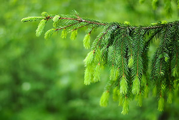 포토 JPG 해외이미지 나무 식물 계절 백그라운드 잎 자연 새로움 사람없음 야외 목재 초록색 여름 화목 나뭇가지 신선 소나무 숲 부드러움 상록수 침엽수 전나무 내추럴 가문비나무 전경 해외202004 해외포토 컬러 컨셉 재료 풍경 감각 생태계 파일형식 탑뷰 이미지허브