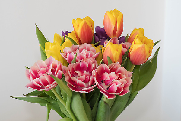 포토 JPG 해외이미지 꽃 자연 선물 사람없음 정원 봄 튤립 다발 해외202004 해외포토 식물 계절 생태계 파일형식 이미지허브