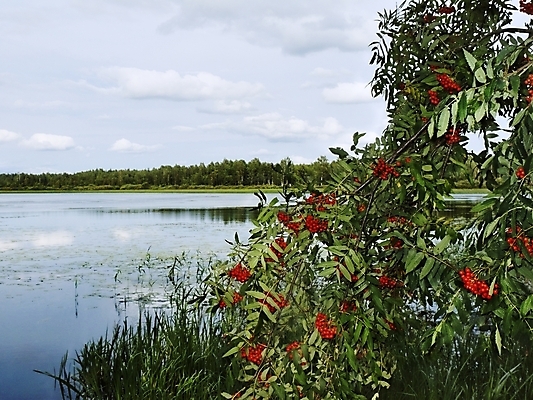 포토 JPG 해외이미지 나무 식물 계절 열매 잎 오렌지 과일 자연 하늘 날씨 따뜻함 씨앗 풍경 사람없음 목재 초록색 물 여름 가을 나뭇가지 숲 다발 즐거움 진홍색 8월 생태학 재 해외202004 해외포토 자연요소 교육 감정 컬러 재료 빨간색 날짜 생태계 파일형식 이미지허브