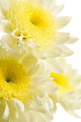 포토 JPG 해외이미지 식물 계절 꽃잎 꽃 줄기 백그라운드 잎 꽃무늬 자연 국화 선물 사람없음 장식 컬러풀 햇빛 노란색 머리 정원 놀람 봄 벚꽃 흰색 신선 개화 황금 데이지 부드러움 고립 해외202004 해외포토 감정 컬러 무늬 표정 신체부위 태양 감각 생태계 파일형식 이미지허브