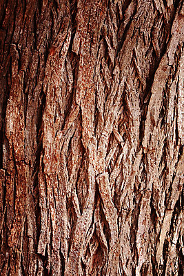 포토 JPG 해외이미지 나무 식물 백그라운드 패턴 자연 추상 건조 사람없음 목재 세로 갈색 어둠 거친 질감 나무껍질 수목 옛날 해외202004 해외포토 컬러 무늬 재료 껍질 생태계 파일형식 이미지허브