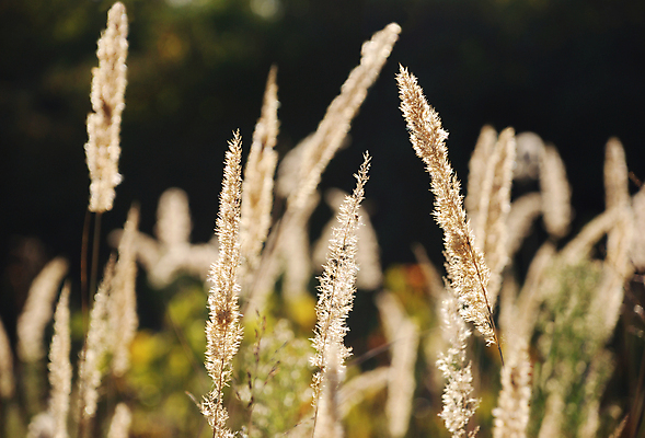 포토 JPG 해외이미지 식물 계절 줄기 백그라운드 밭 자연 지팡이 바람 건조 갈대 씨앗 풍경 사람없음 여름 빛 햇빛 태양 갈색 노란색 환경 맑음 침묵 광선 가을 황금 정상 모피 묘사 꼬리 솜털 빛망울 내추럴 숙성 해외202004 해외포토 자연요소 컬러 농업 날씨 소리 생태계 파일형식 이미지허브