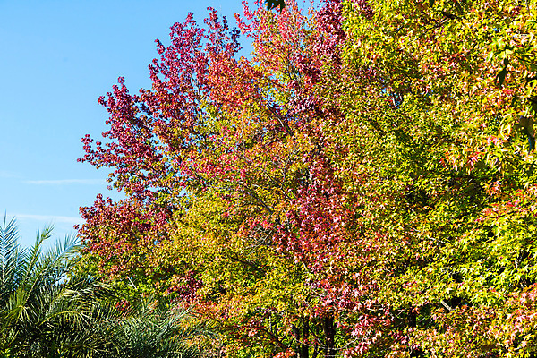 포토 JPG 해외이미지 나무 식물 계절 백그라운드 단풍 잎 오렌지 자연 하늘 풍경 사람없음 야외 빨간색 초록색 여름 파란색 빛 햇빛 노란색 우주 봄 가을 나뭇가지 숲 문학 해외202004 해외포토 컬러 과일 태양 생태계 파일형식 이미지허브
