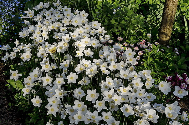 포토 JPG 해외이미지 식물 꽃잎 꽃 행복 줄기 꽃무늬 새로움 사람없음 정원 봄 흰색 침대 신선 개화 화단 꽃수술 해외202004 해외포토 계절 감정 컬러 가구 컨셉 무늬 파일형식 이미지허브